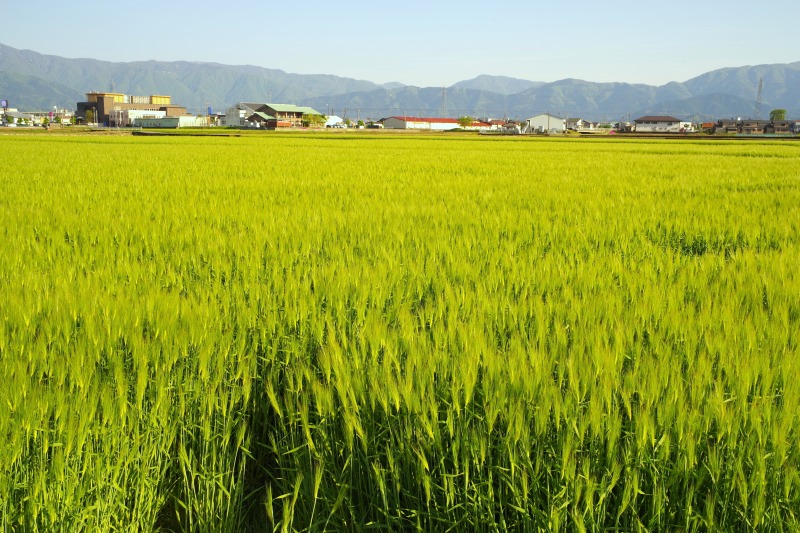 令和５年産麦類の収穫量　８％増の133万ｔに　　